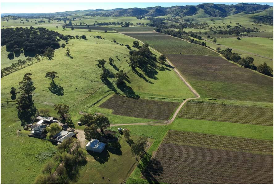 Picturesque quality vineyard in Barossa valley